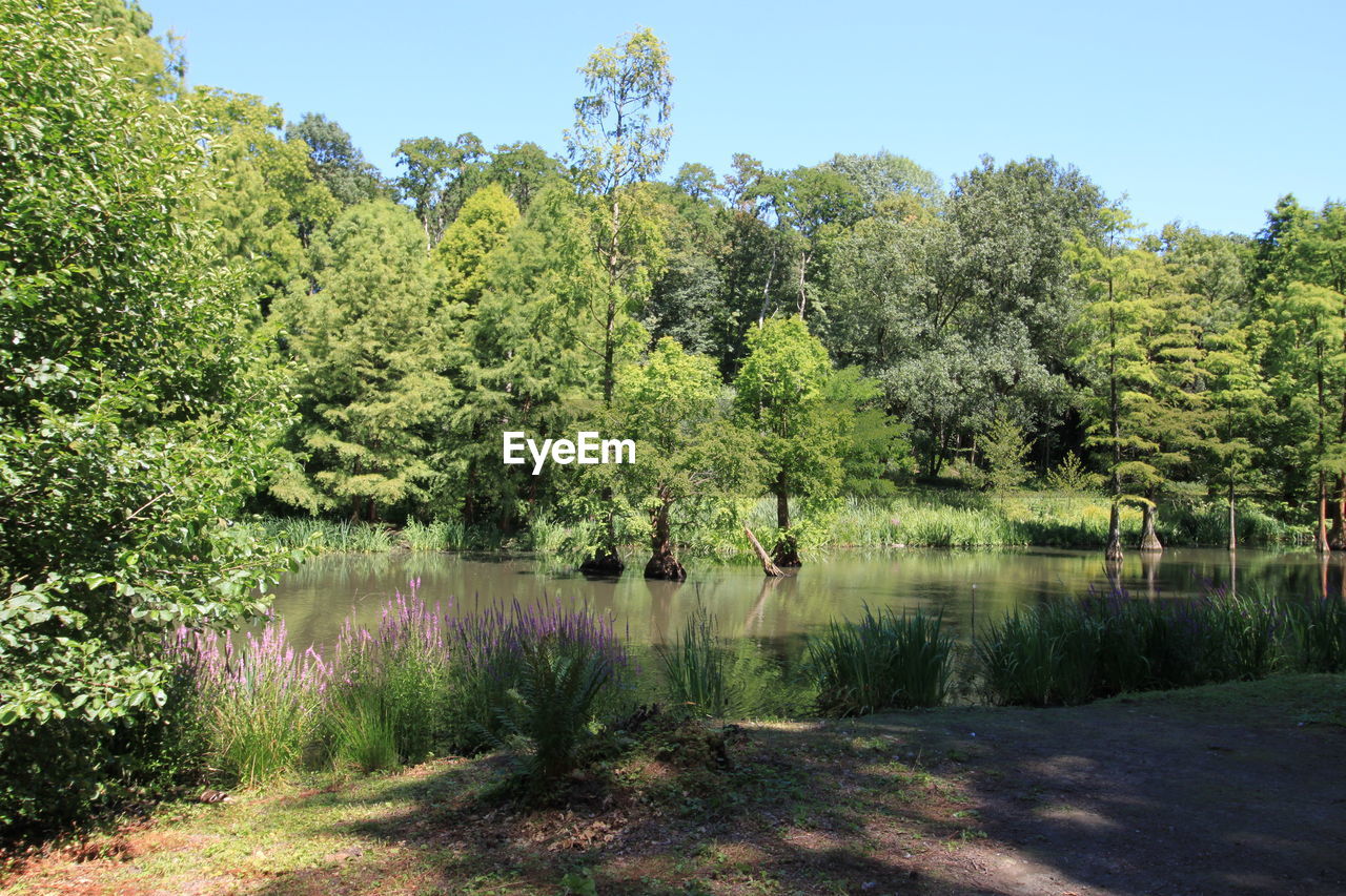 TREES BY LAKE AGAINST SKY