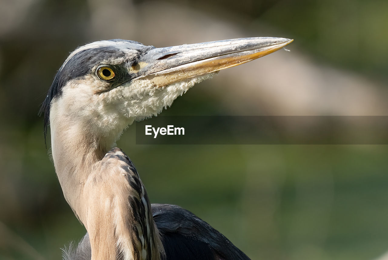 Blue heron gets a profile close up on a sunny day in the everglades