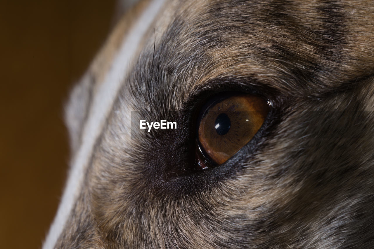 one animal, animal, animal themes, pet, nose, animal body part, human eye, close-up, animal eye, eye, whiskers, mammal, snout, dog, domestic animals, animal head, human head, black, canine, animal hair, brown, portrait, extreme close-up, carnivore