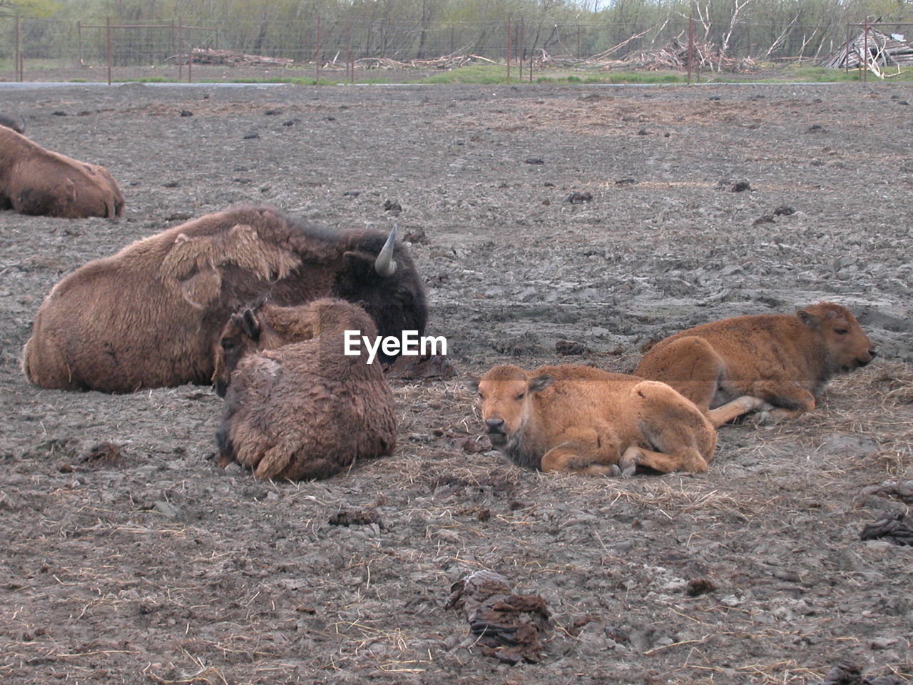 SHEEP LYING DOWN ON DIRT