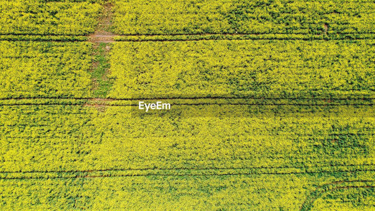 HIGH ANGLE VIEW OF FIELD