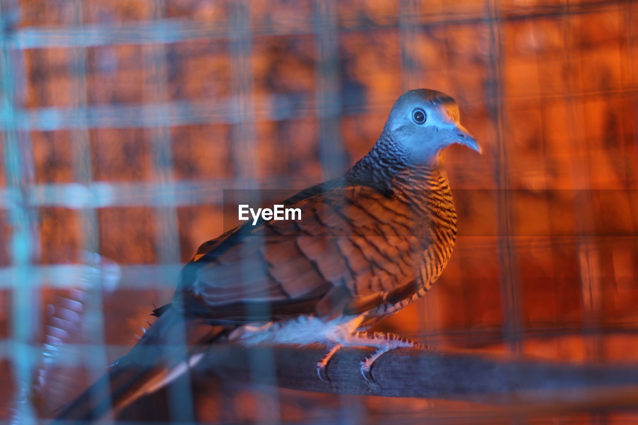 CLOSE-UP OF PARROT IN CAGE