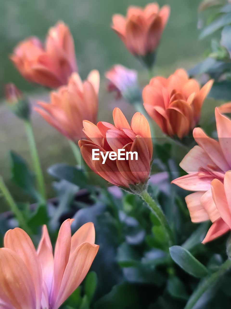 Close-up of pink flowering plants