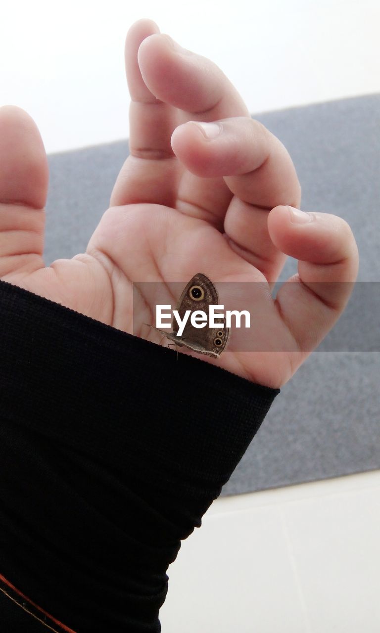 Close-up of a butterfly on hand