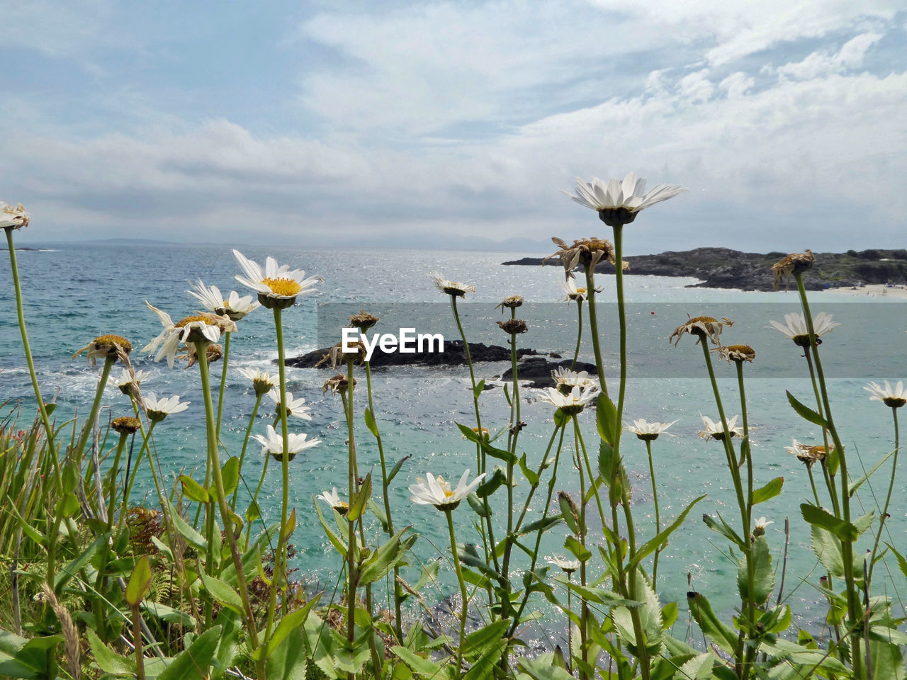 PLANTS GROWING IN LAKE AGAINST SKY