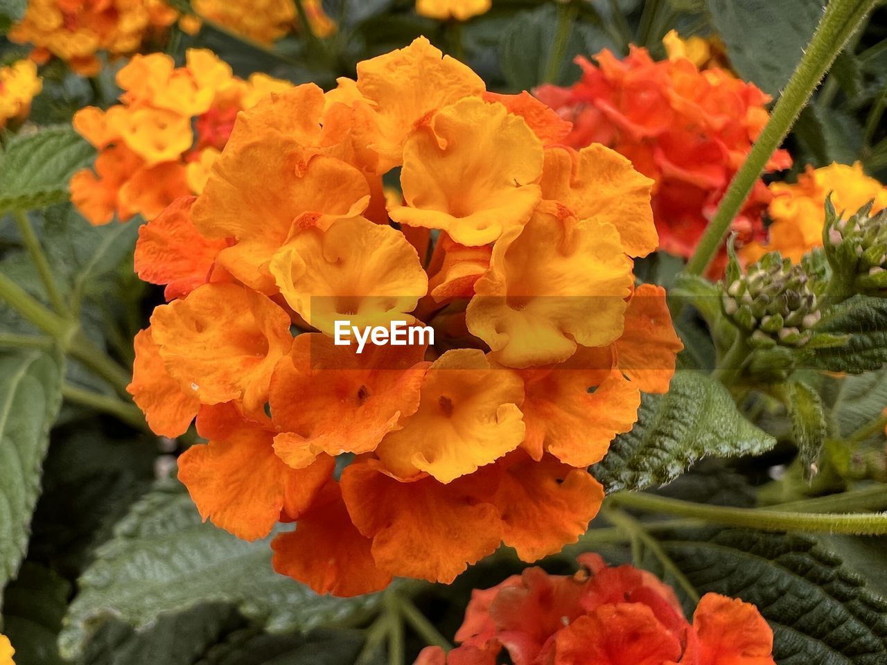 flowering plant, flower, plant, freshness, beauty in nature, growth, petal, close-up, flower head, orange color, nature, fragility, plant part, inflorescence, leaf, lantana camara, no people, day, outdoors, botany, yellow, high angle view