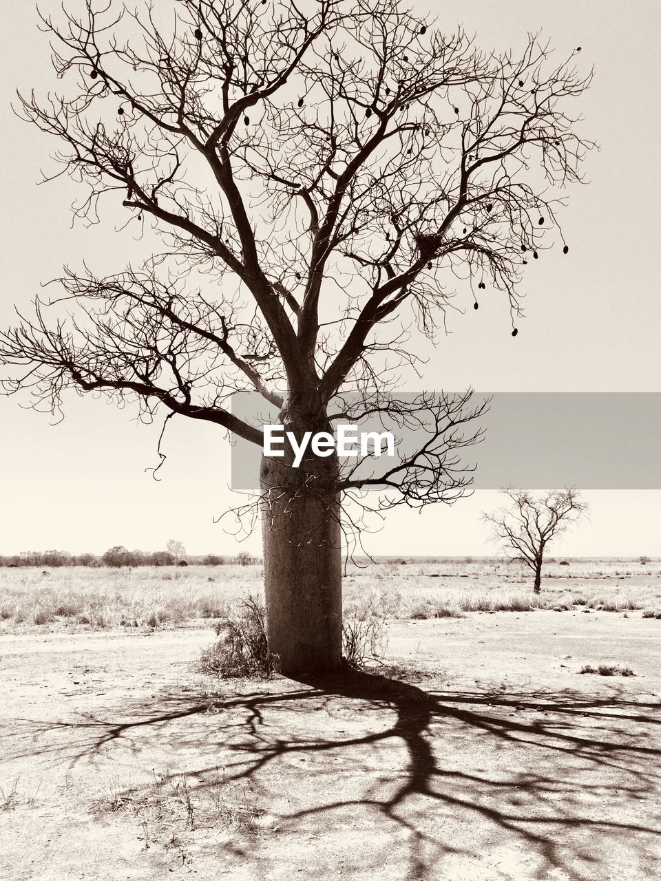 TREE ON FIELD AGAINST CLEAR SKY