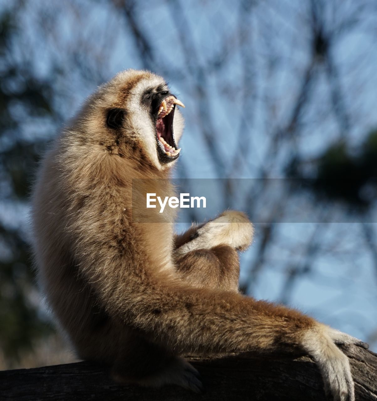 Close-up of monkey yawning while sitting on tree trunk