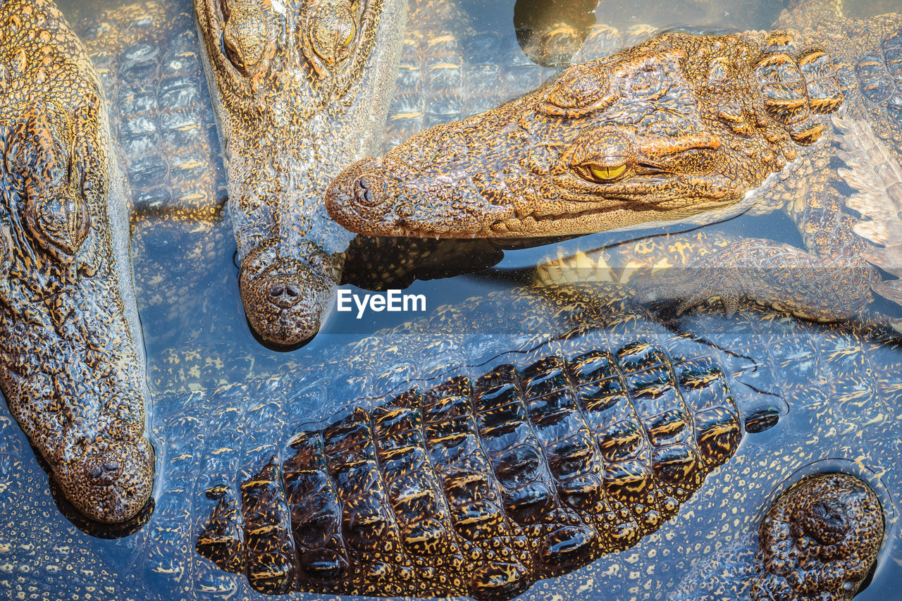 HIGH ANGLE VIEW OF FISH IN SEA