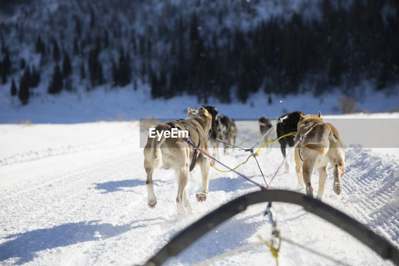 Rear view of sled dogs pulling sleigh on snow covered landscape