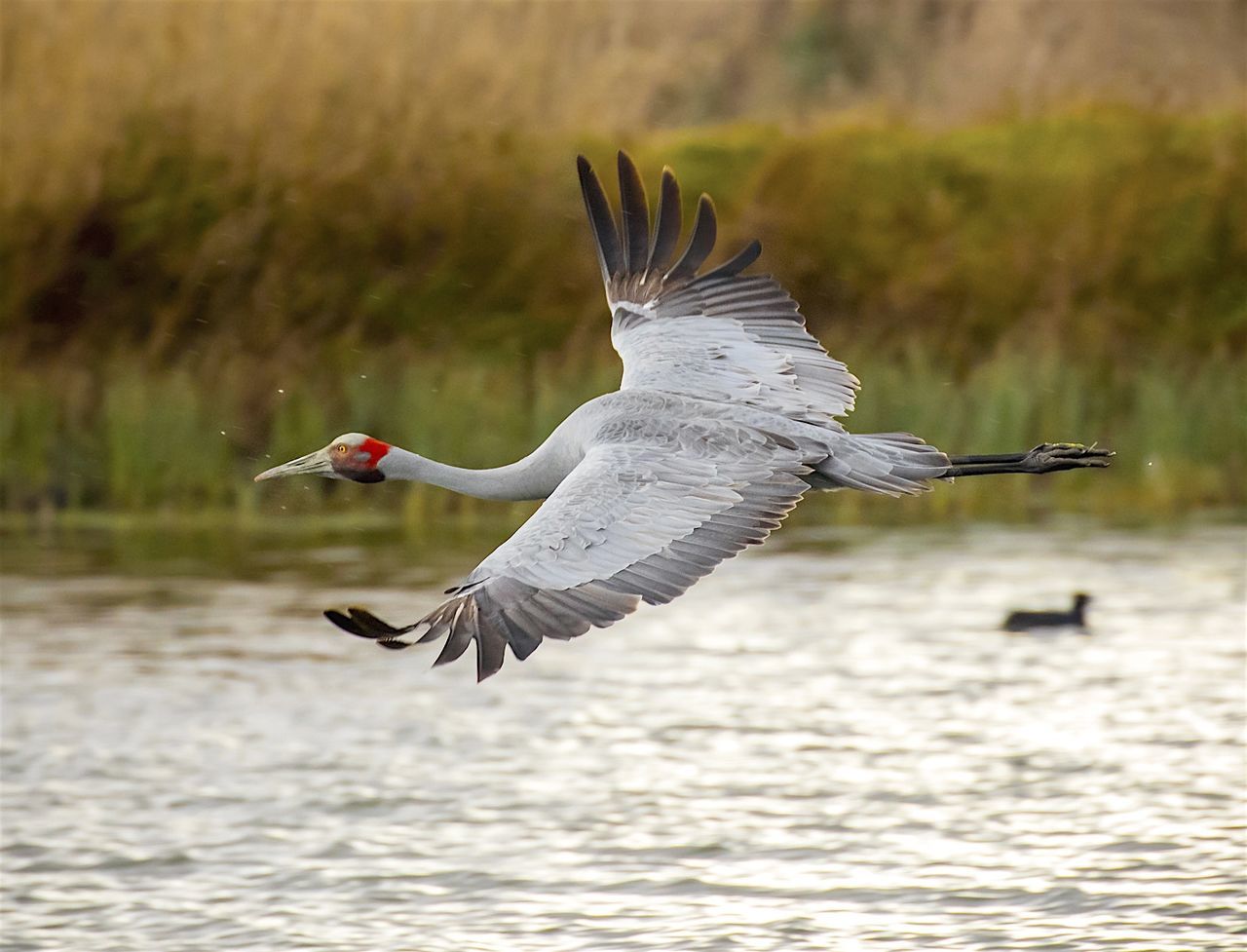 Sarus crane flying over lake