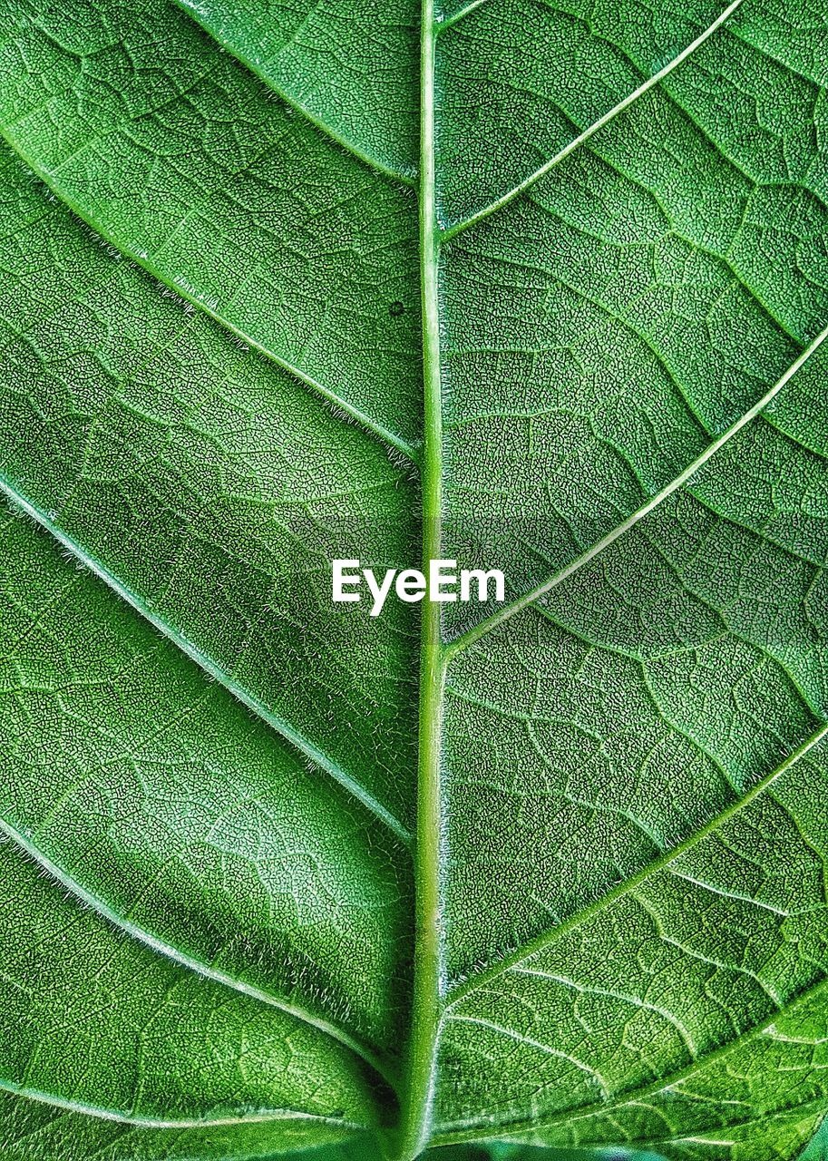 CLOSE-UP OF GREEN LEAF