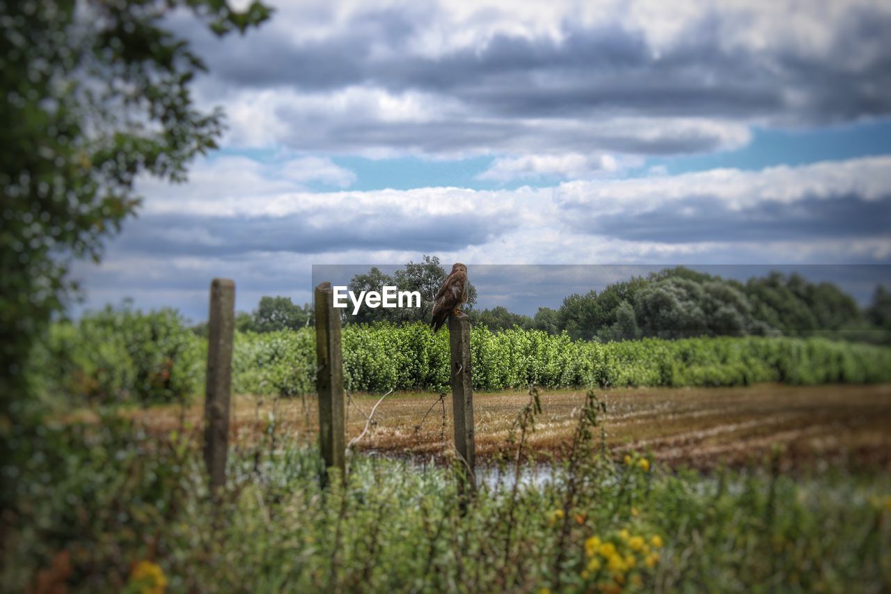 AGRICULTURAL FIELD AGAINST SKY