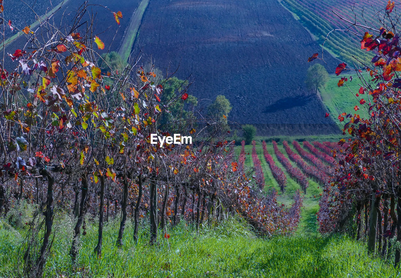 VIEW OF VINEYARD AND TREES