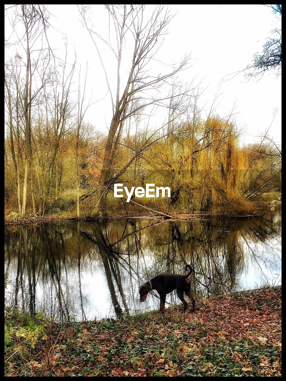 Dog standing against lake and trees against sky