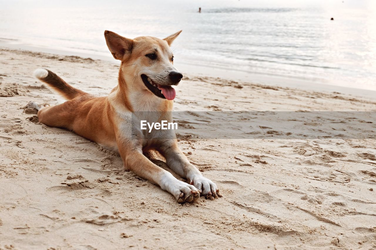 Dog on sand at beach