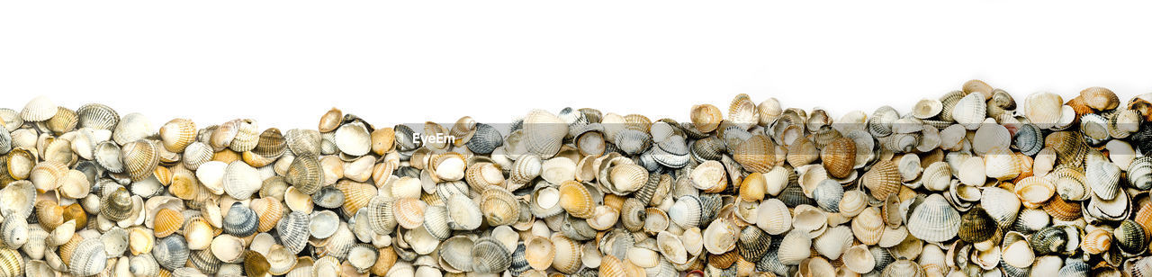 A collection of seashells on white backgound for border or banner, panorama, isolated