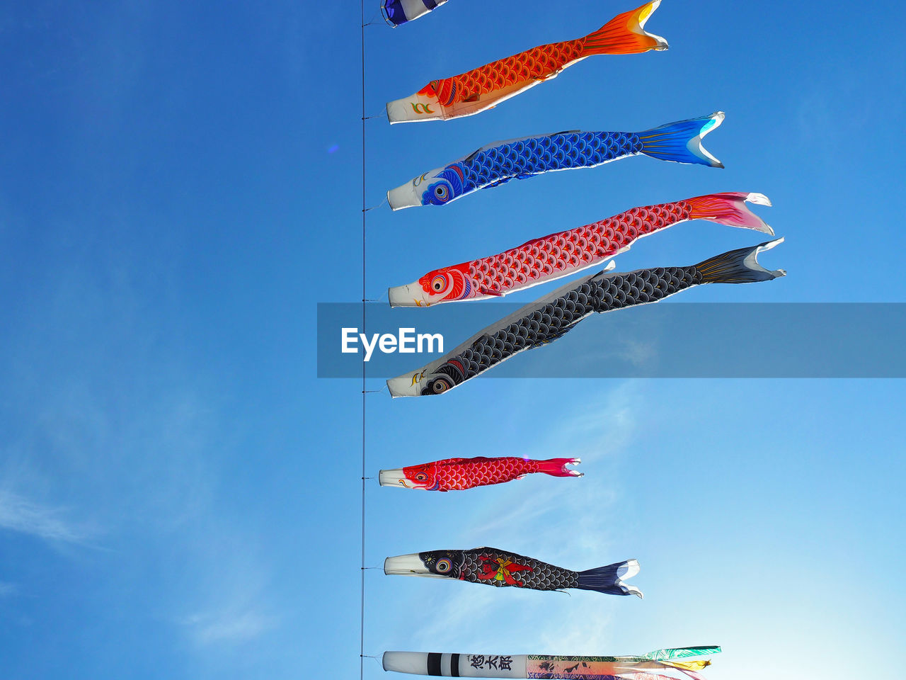 Carp streamer blowing in wind