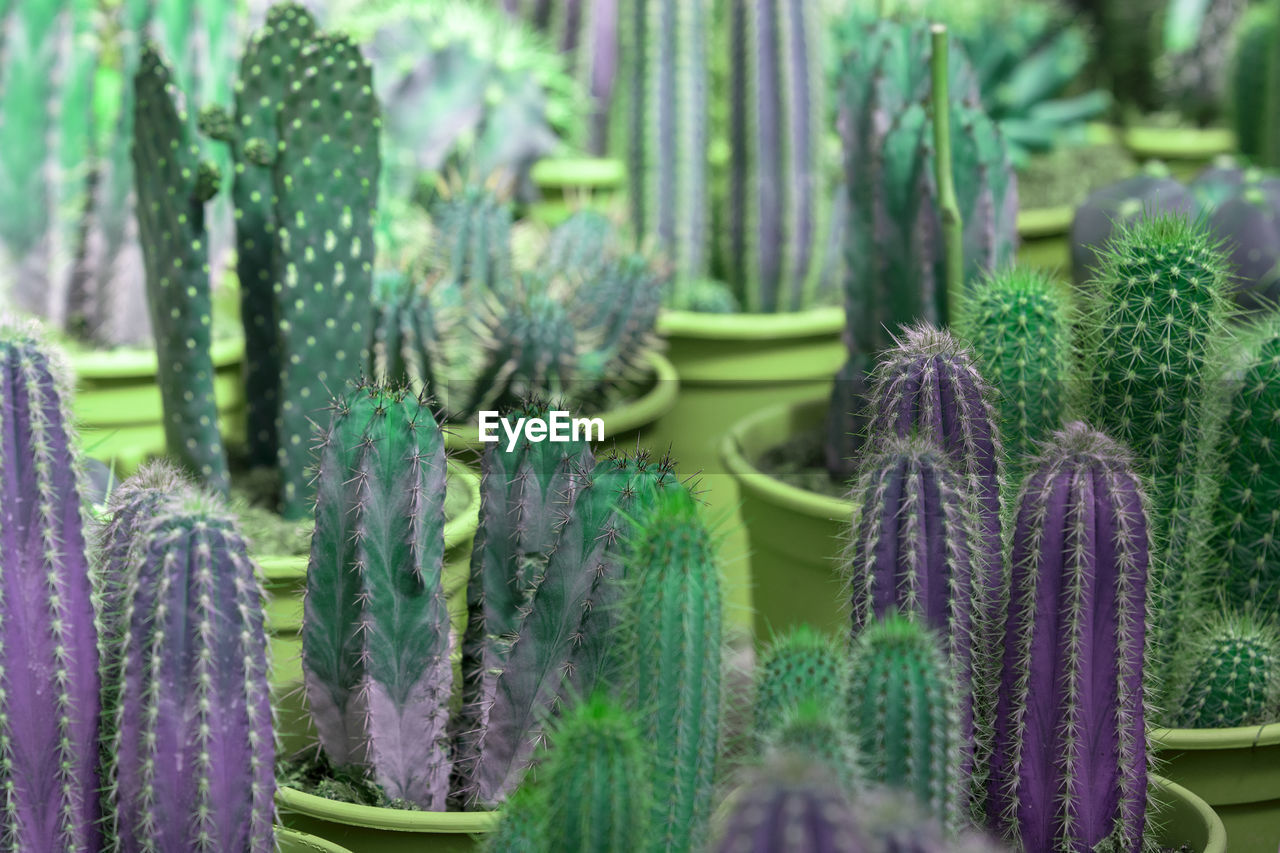 CLOSE-UP OF SUCCULENT PLANTS AT NIGHT