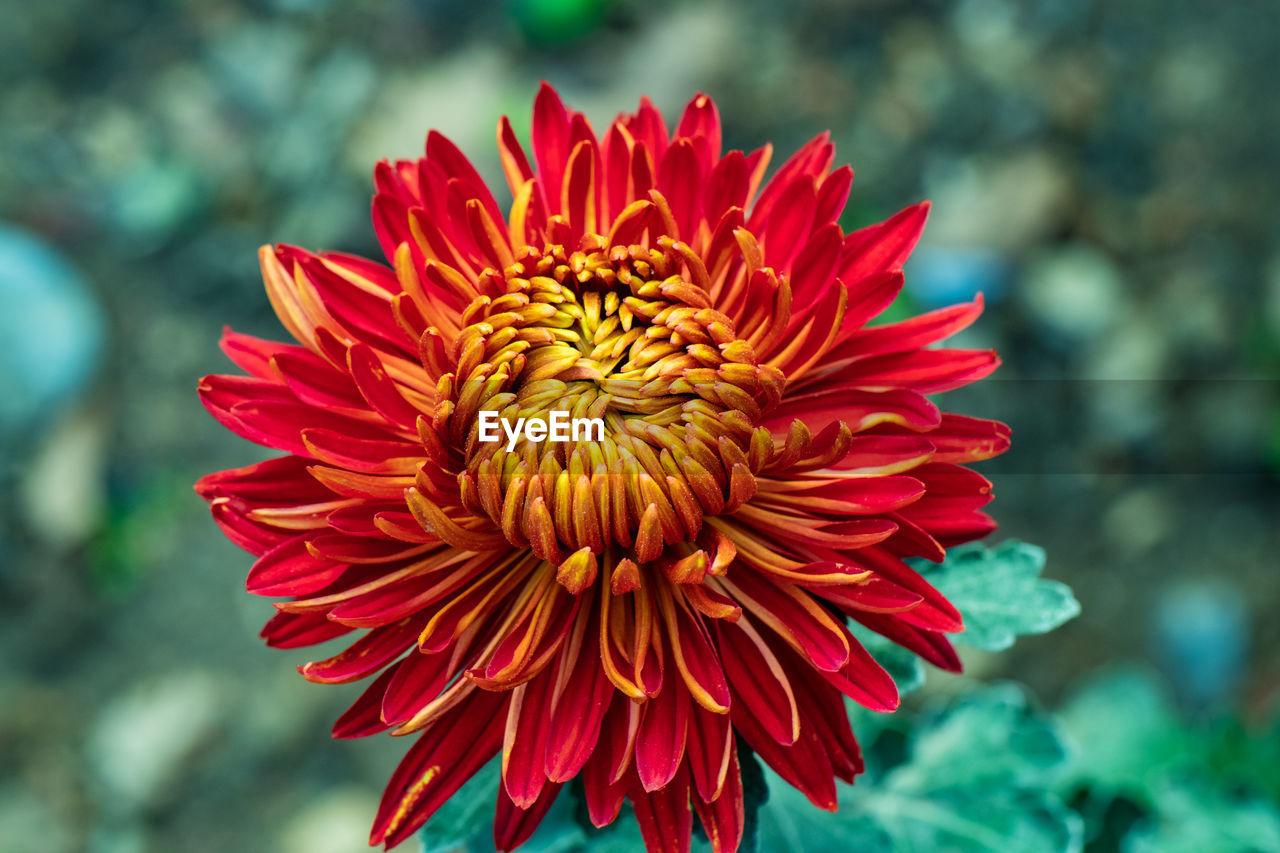 Red chrysanthemums close up in autumn sunny day in the garden. autumn flowers. flower head