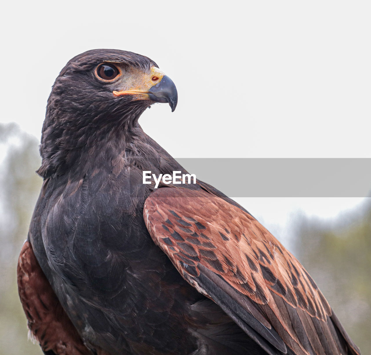 CLOSE-UP OF A BIRD