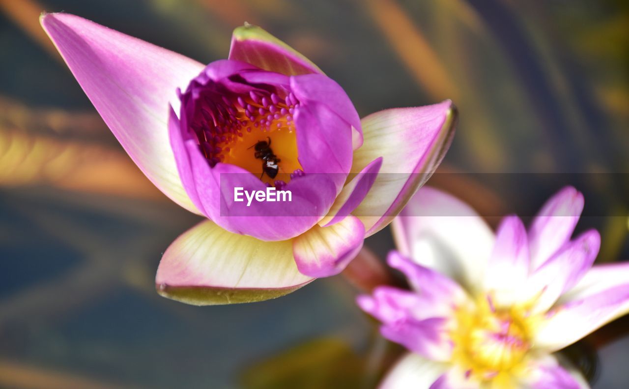 CLOSE-UP OF HONEY BEE ON PINK FLOWER