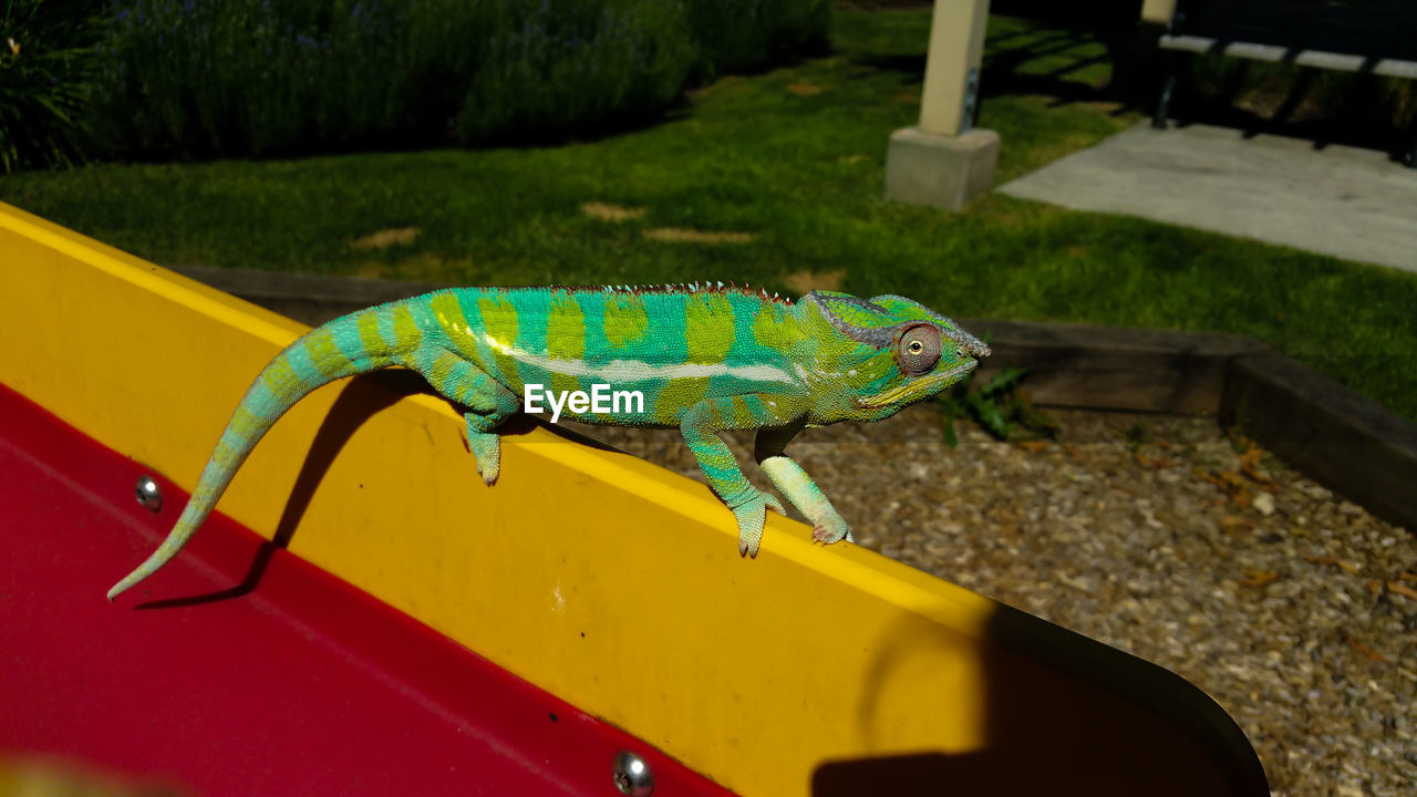 Panther chameleon outdoors in the sun