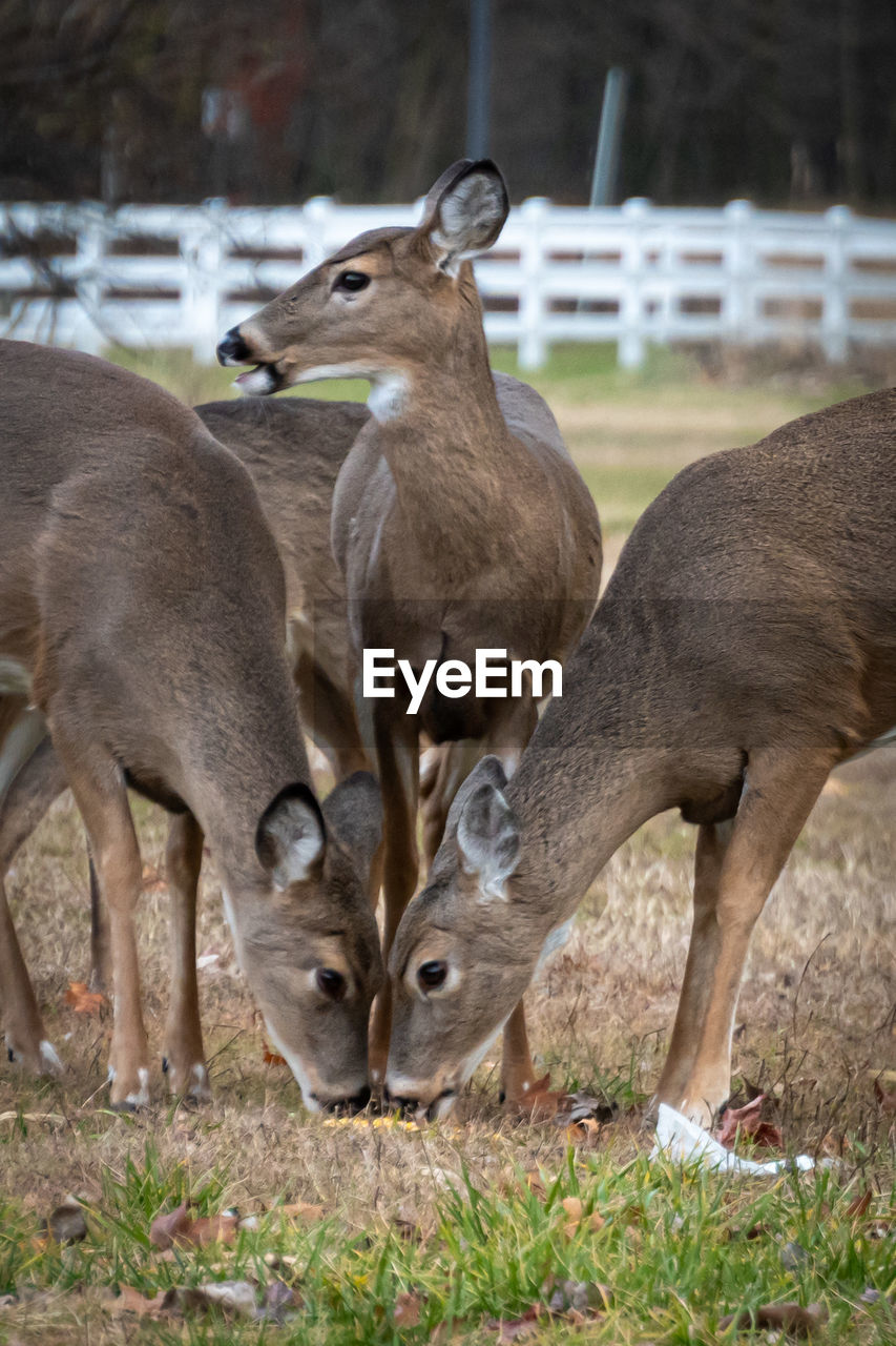 Trio of deer