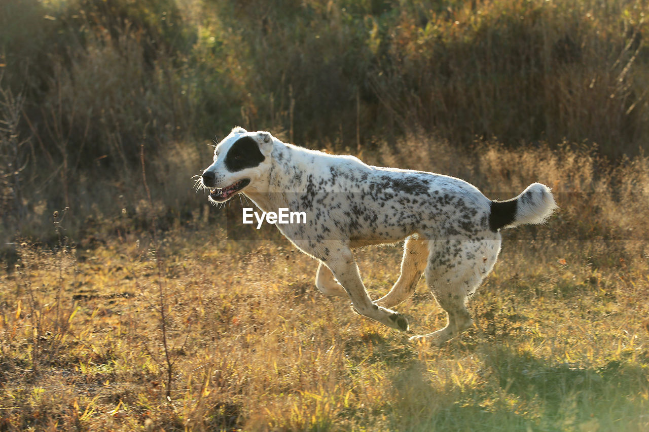 SIDE VIEW OF HORSE ON LAND