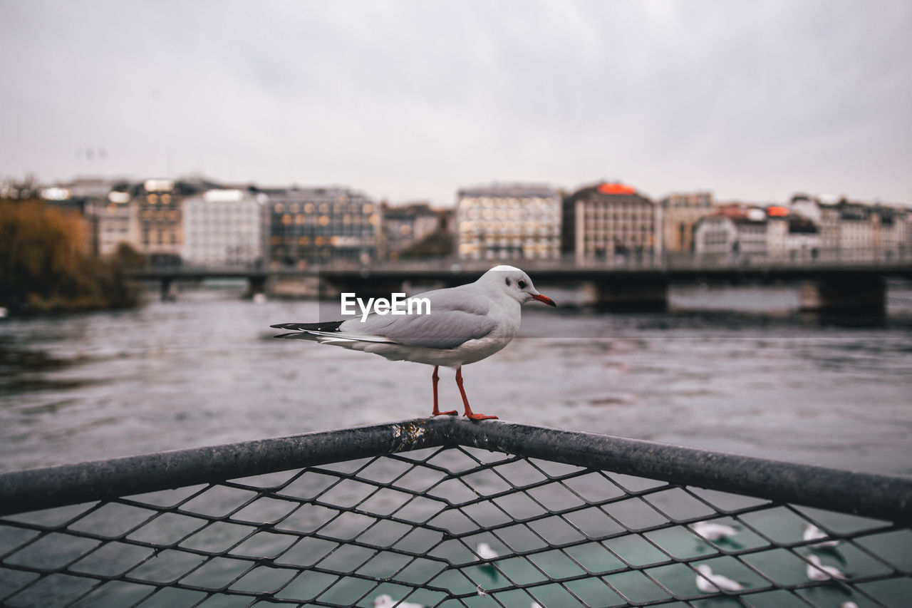 Seagull perching on railing against river