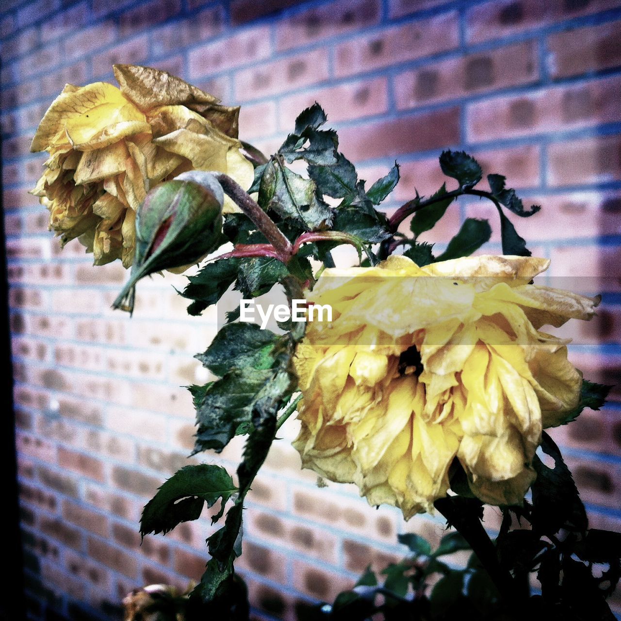 CLOSE-UP OF DRY ROSE PLANT