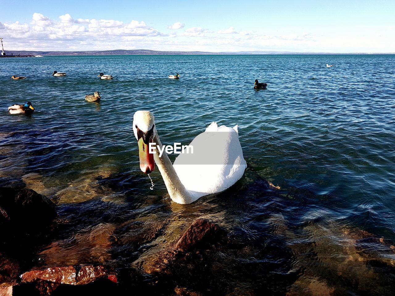 SWANS SWIMMING ON SEA AGAINST SKY