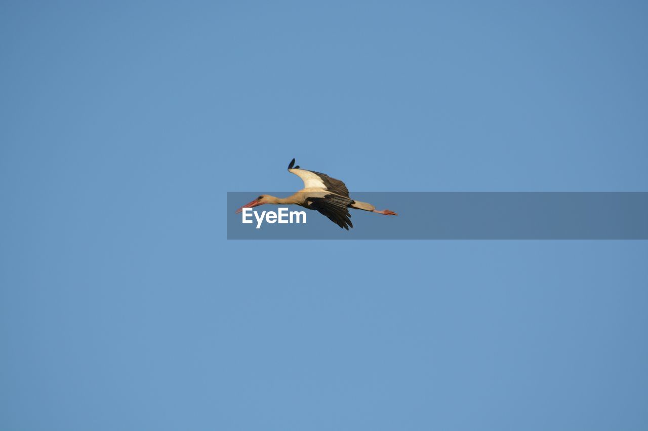 Low angle view of stork flying against clear blue sky