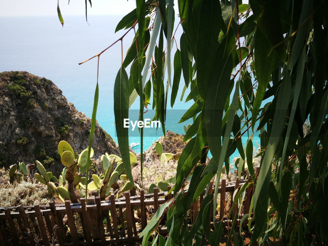 CLOSE-UP OF SUCCULENT PLANTS GROWING ON LAND