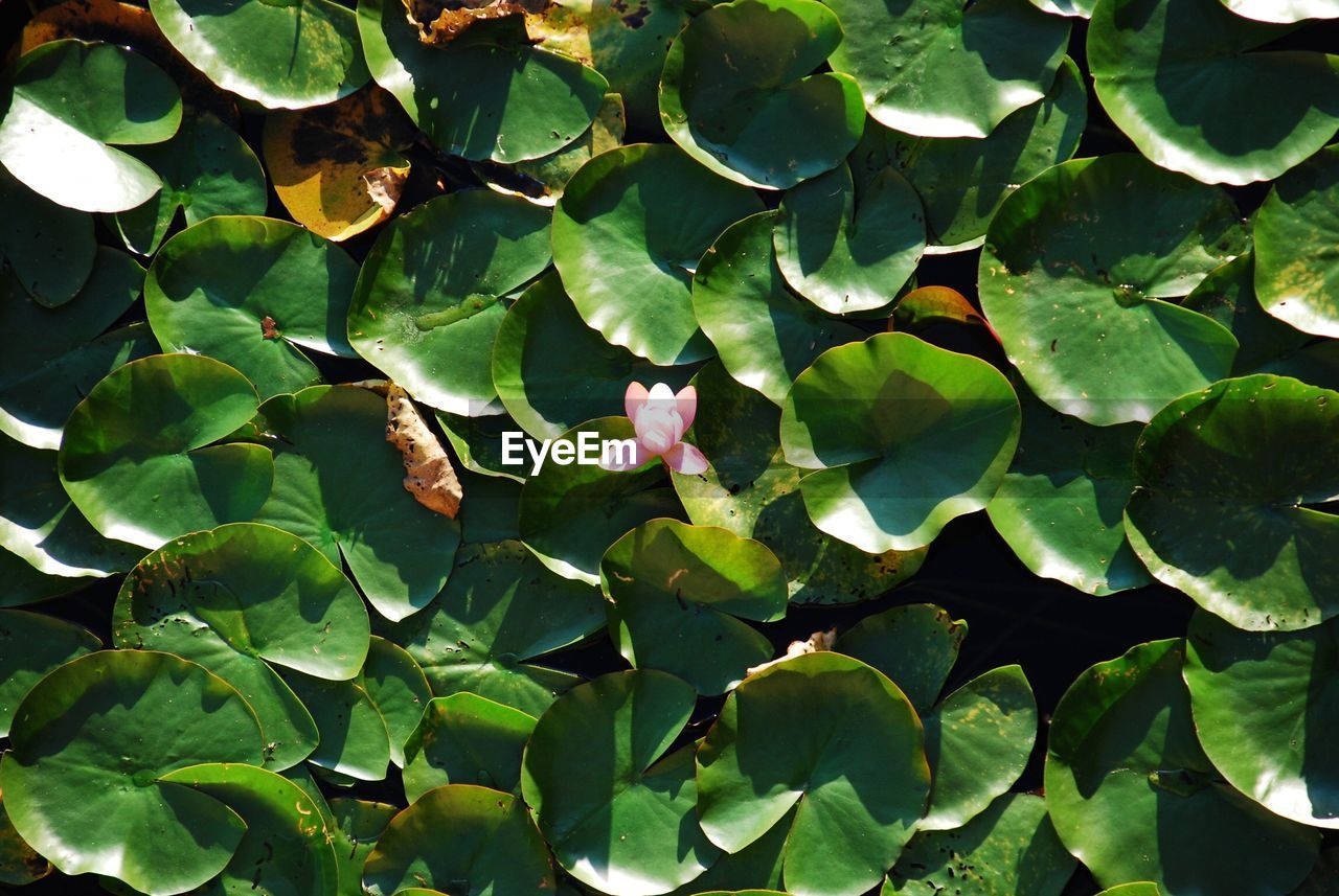 High angle view of flowering plant