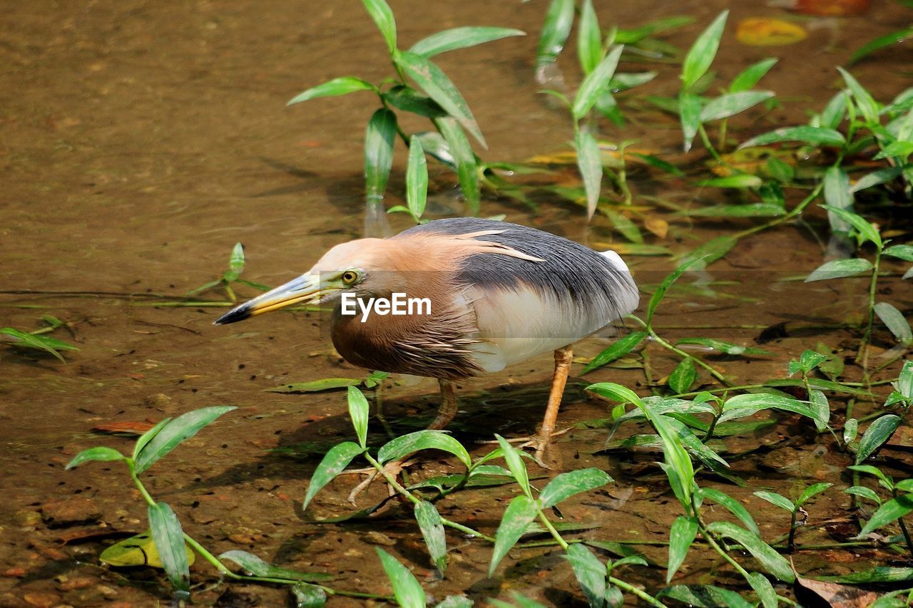 HIGH ANGLE VIEW OF DUCKS ON LAND