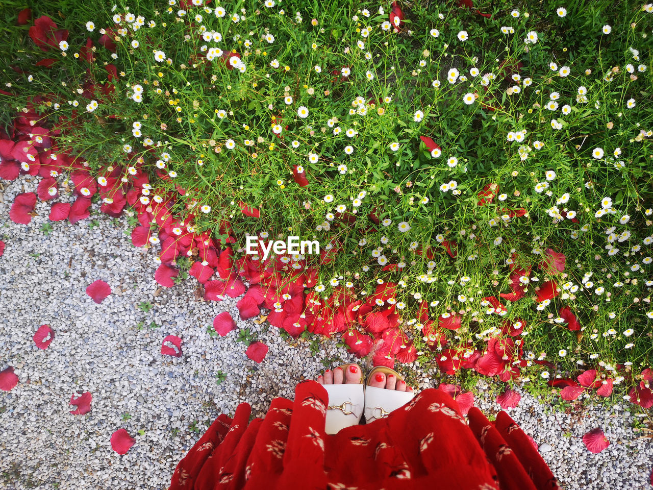 CLOSE-UP OF RED FLOWERING PLANT