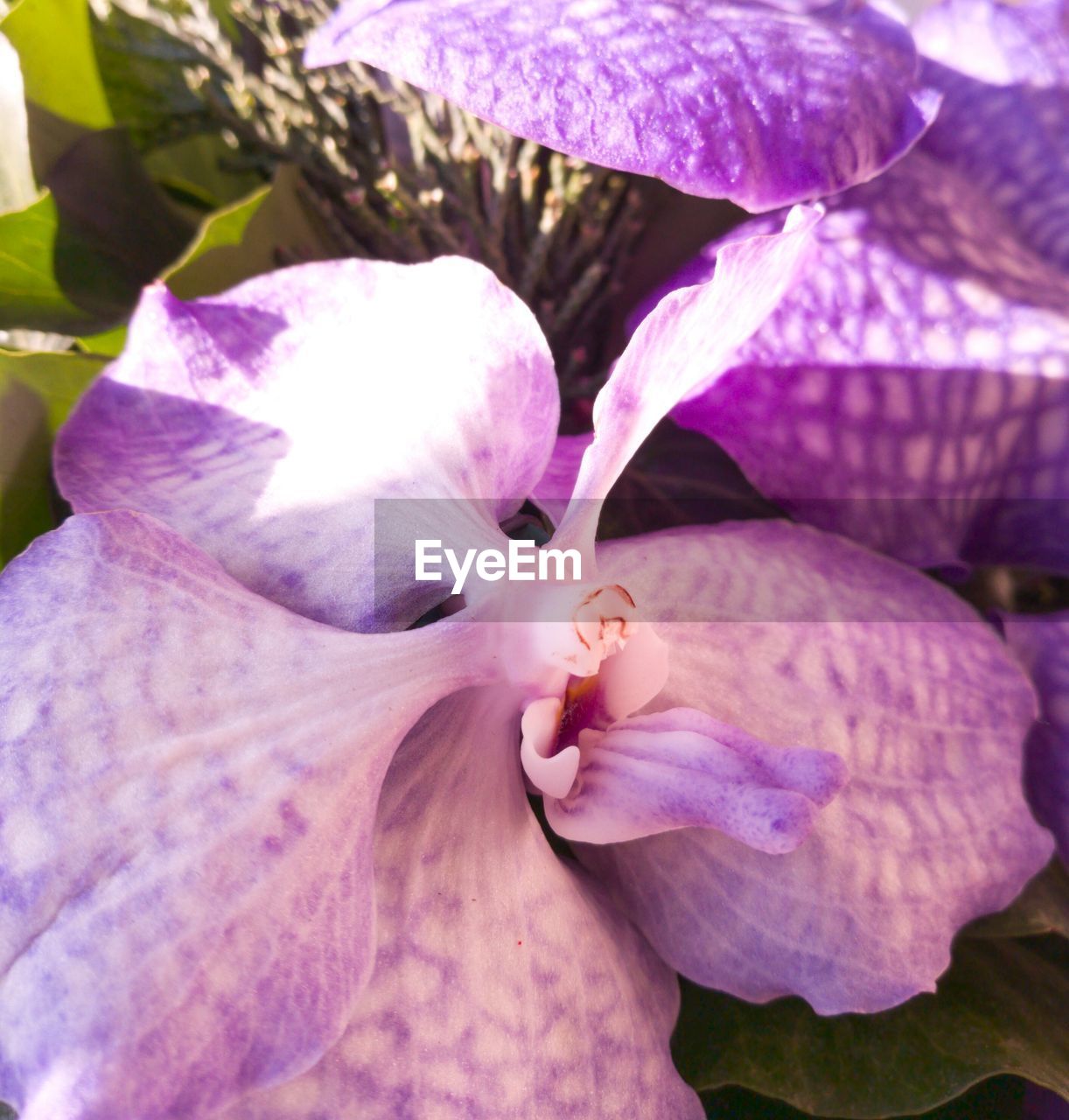 CLOSE-UP OF PINK FLOWER BLOOMING