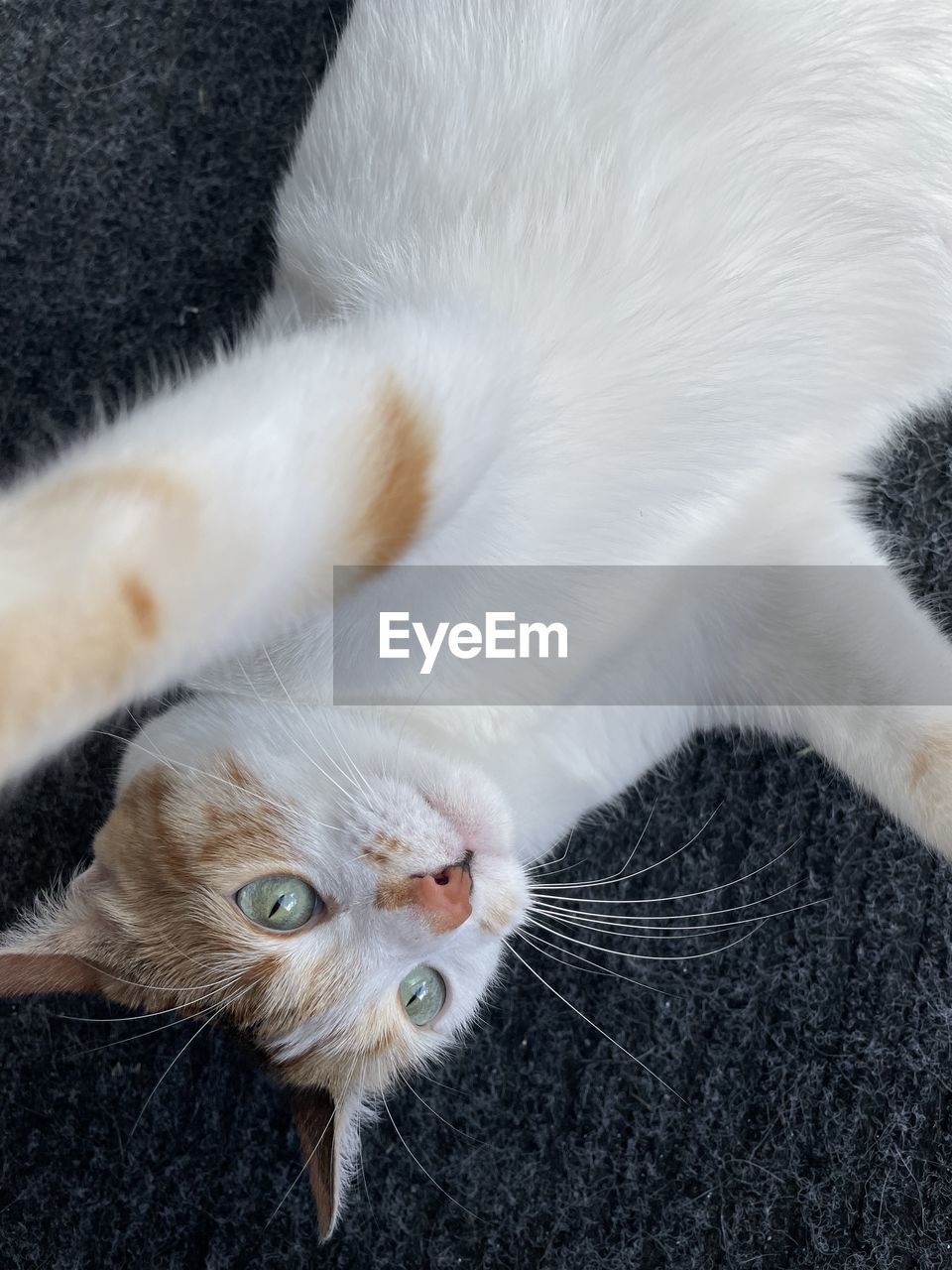 high angle view of cat lying on floor