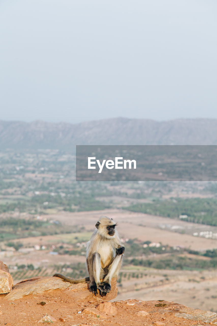 Monkey sitting on rock