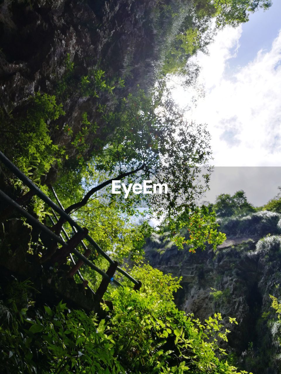 LOW ANGLE VIEW OF TREE IN FOREST