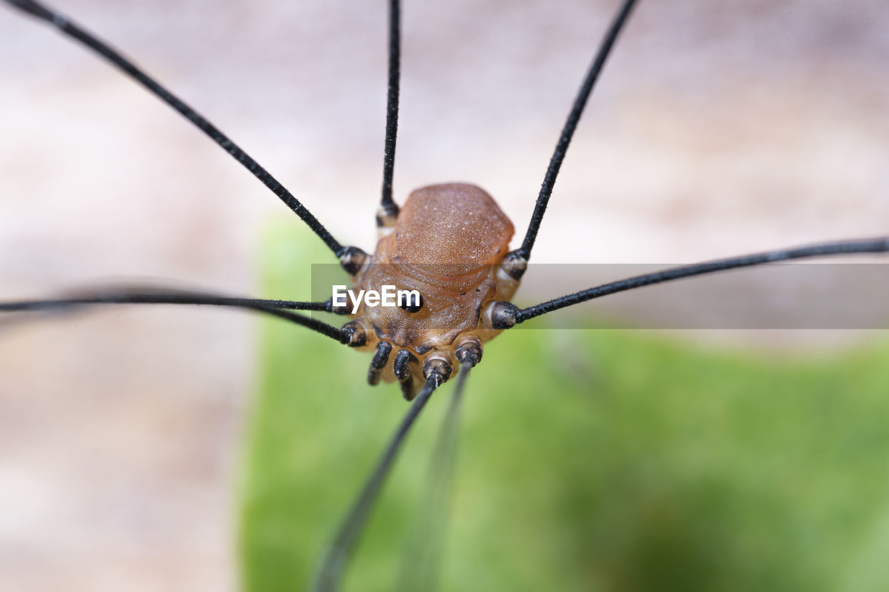 MACRO SHOT OF INSECT ON A PLANT