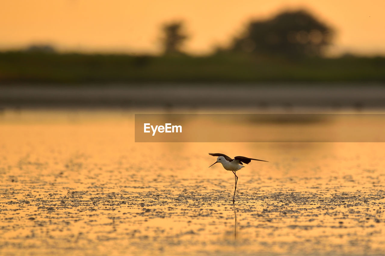 BIRD ON A SILHOUETTE OF A LAND