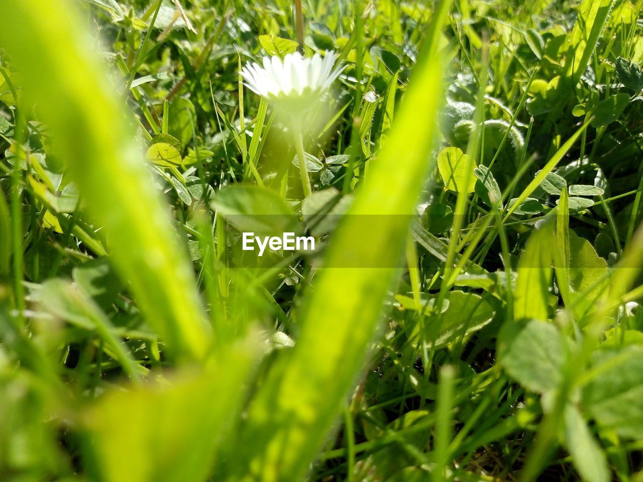 Close-up of dew drops on grass