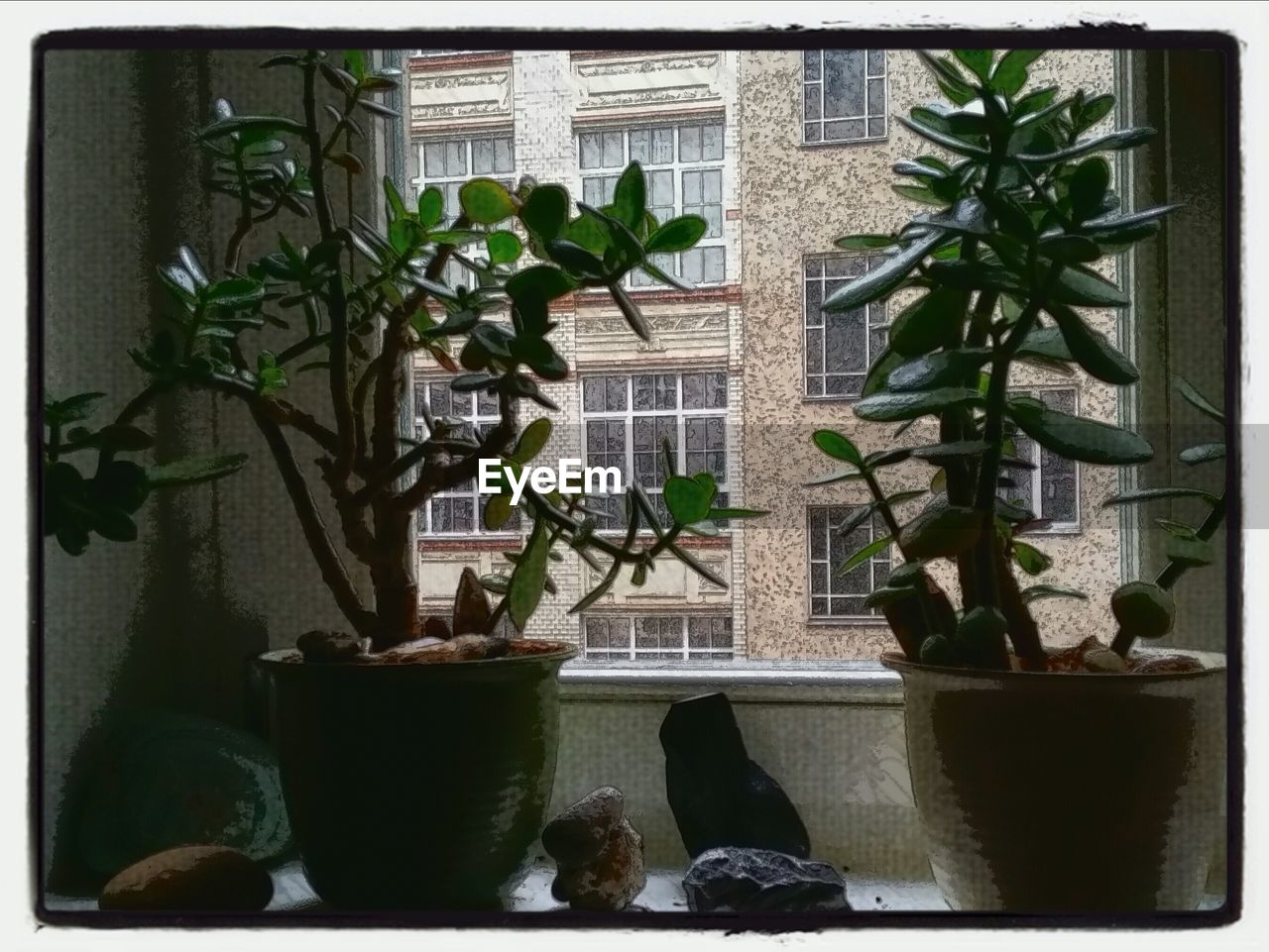 Close-up of potted plants on window sill