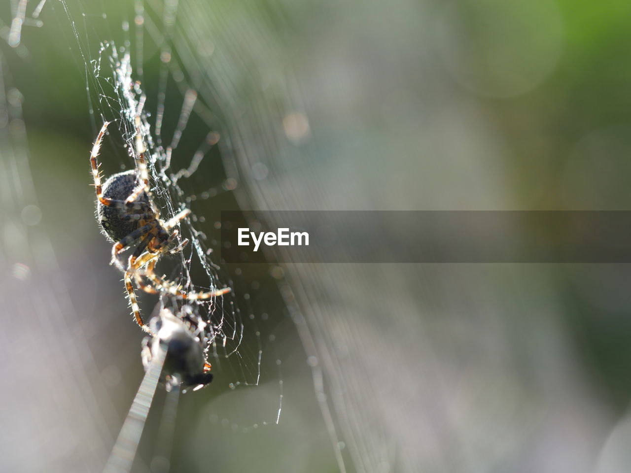 Close-up of spider on web