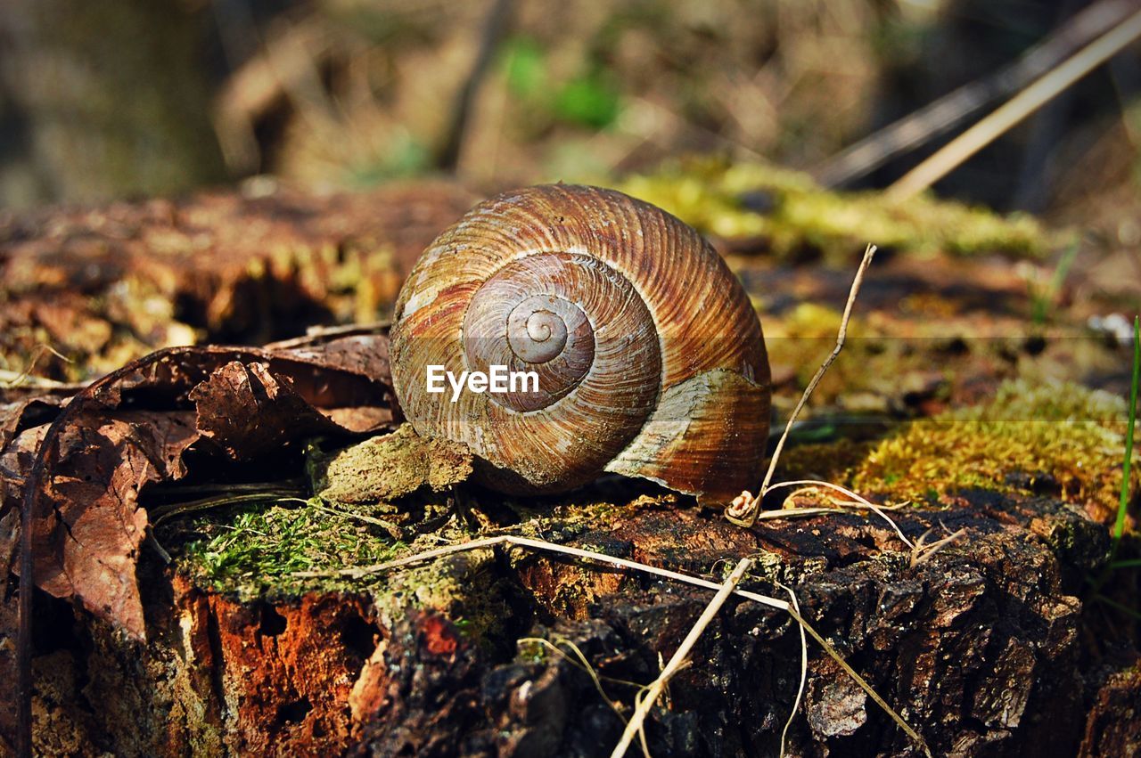 Close-up of broken snail shell on rock