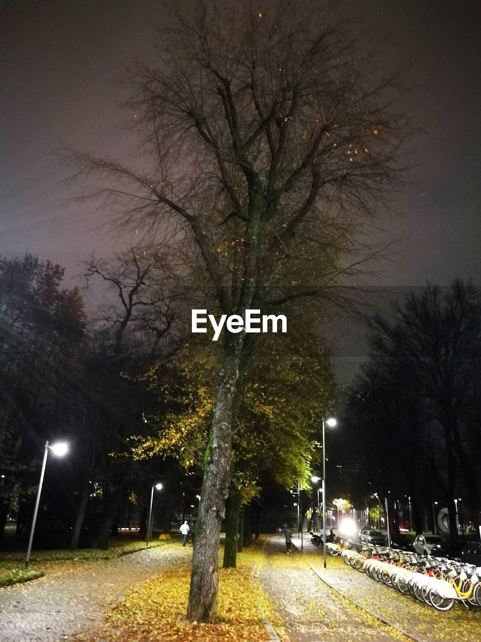 BARE TREES AGAINST ILLUMINATED SKY AT NIGHT