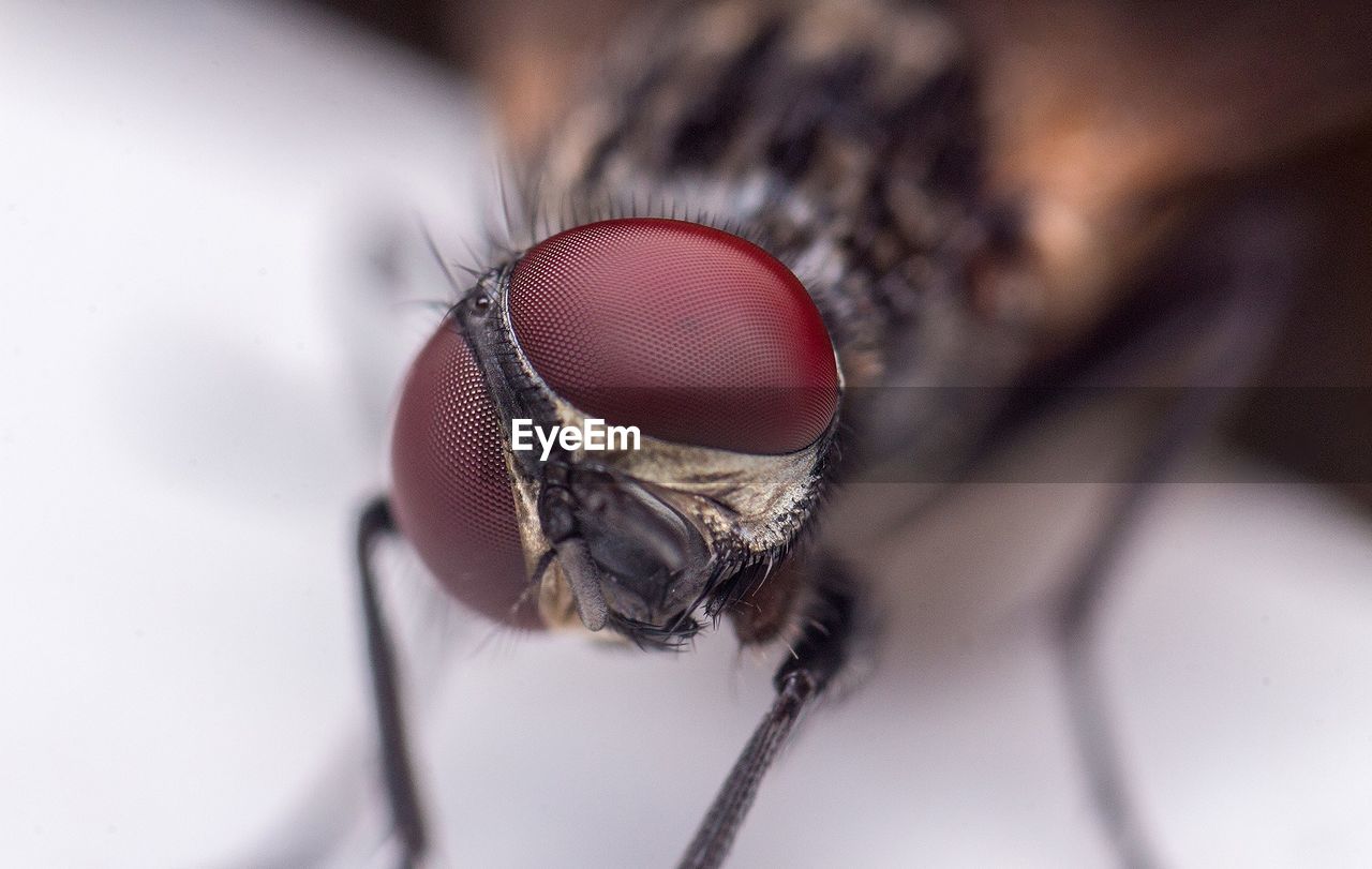 Close-up of fly