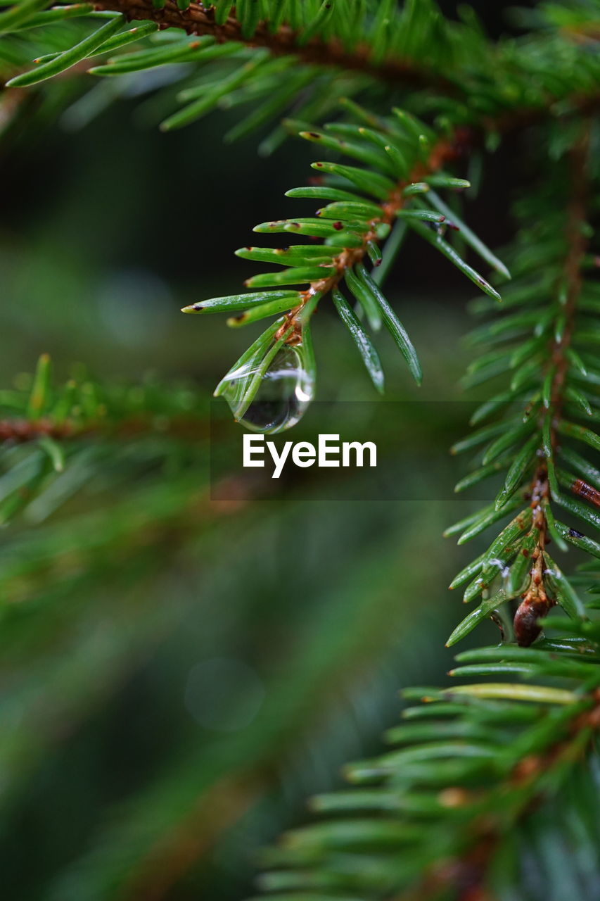 plant, tree, coniferous tree, pine tree, pinaceae, branch, nature, green, fir, close-up, leaf, christmas tree, needle - plant part, plant part, spruce, no people, beauty in nature, growth, focus on foreground, outdoors, day, flower, forest, selective focus, environment, water, wet, land, macro photography, tranquility, evergreen